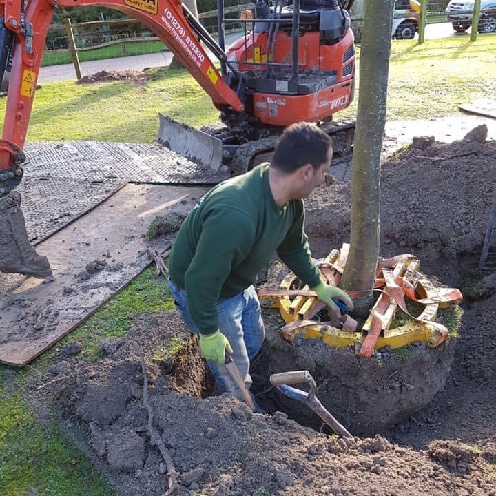 Tree being planted